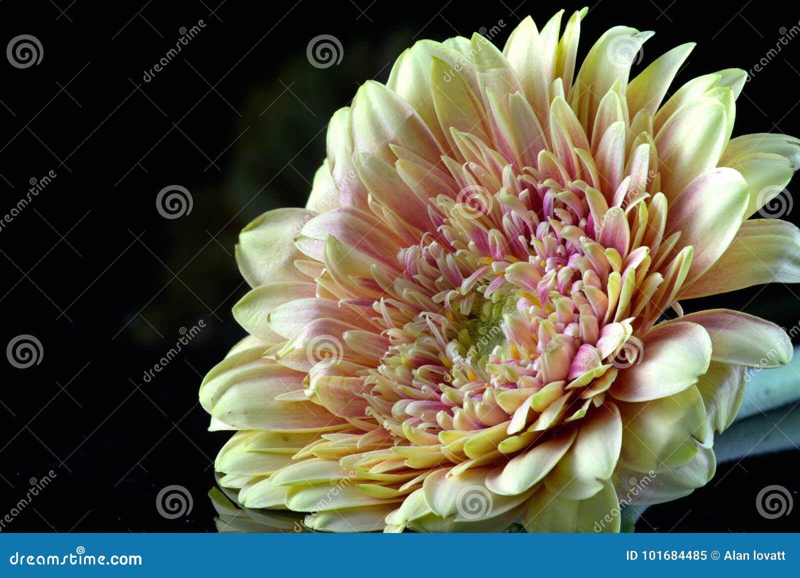 chrysanthemum side view